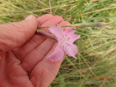 Dianthus zeyheri