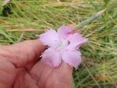 Dianthus zeyheri