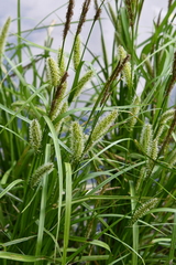 Carex vesicaria
