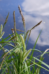 Carex vesicaria