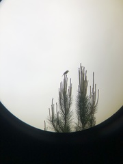 Setophaga discolor