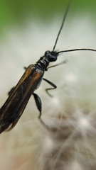 Oedemera pthysica