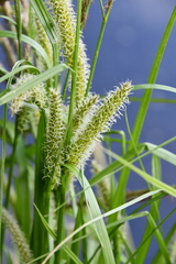 Carex vesicaria