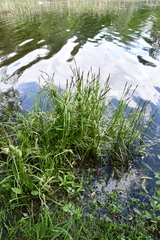 Carex vesicaria
