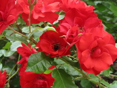 Rosa