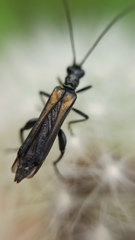Oedemera pthysica