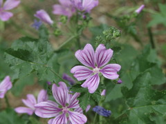 Malva sylvestris