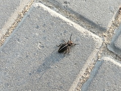 Dorcadion holosericeum