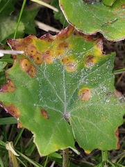 Puccinia poarum