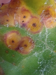 Puccinia poarum