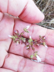 Campanula erinus