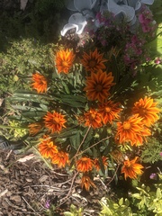 Asteraceae
