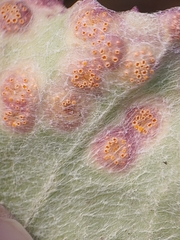 Puccinia poarum