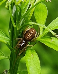 Pachygnatha listeri