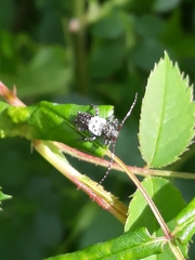 Pogonocherus hispidulus