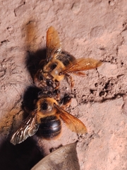 Xylocopa tranquebarica