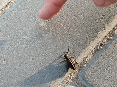 Dorcadion holosericeum