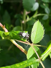 Pogonocherus hispidulus
