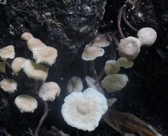 Marasmiellus praeacutus