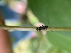 Psenocerus supernotatus