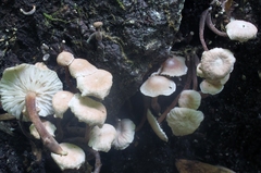 Marasmiellus praeacutus