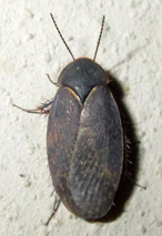 Corydiidae