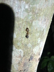 Camponotus irritans