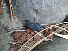 Erichius vittatus vittatus