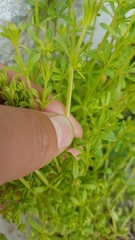 Galium aparine