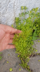 Galium aparine