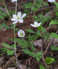 Anemonastrum flaccidum