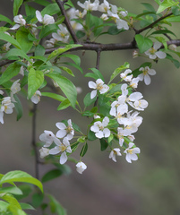 Malus mandshurica
