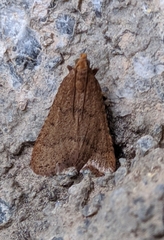 Bostra obsoletalis