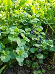 Glechoma hederacea