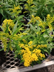 Solidago altissima