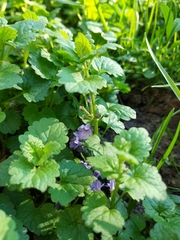 Glechoma hederacea
