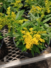 Solidago altissima