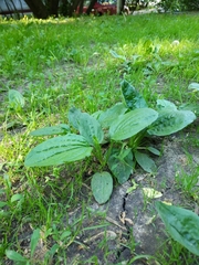 Plantago major