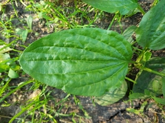 Plantago major