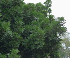 Harpephyllum caffrum