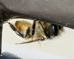 Osmia cornifrons