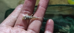 Spiny Stream Pleco photo 3