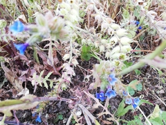 Anchusa undulata