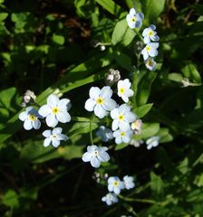 Myosotis sylvatica