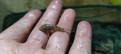 Spiny Stream Pleco photo 2