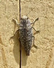 Dicerca divaricata