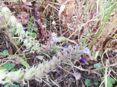 Anchusa undulata