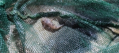 Spiny Stream Pleco photo 4