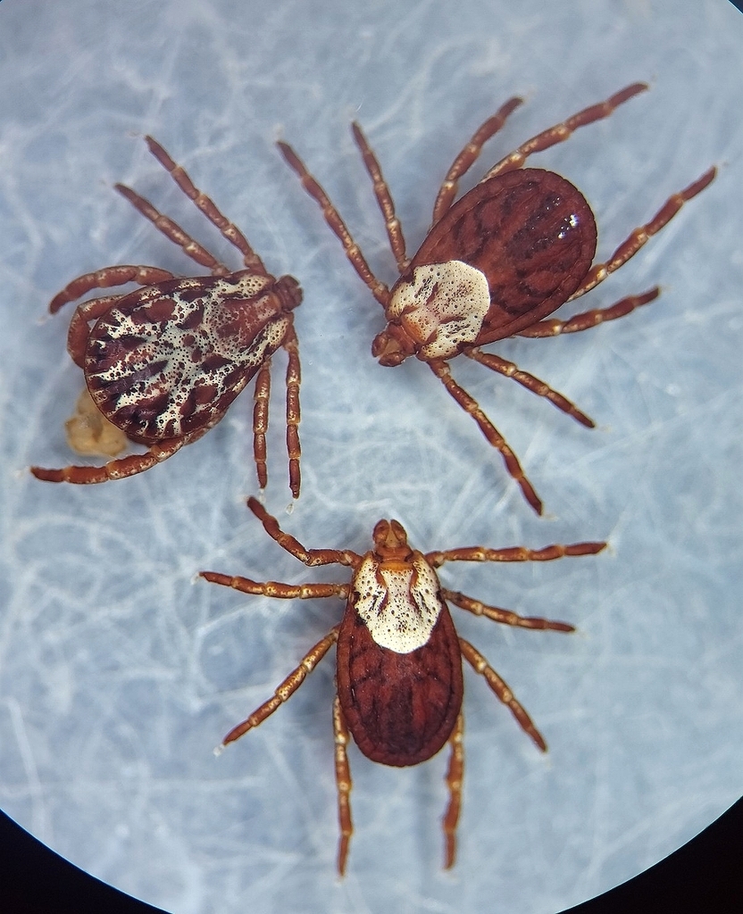 Rocky Mountain wood tick