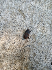 Erichius vittatus vittatus